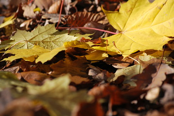 jesień © Olga
