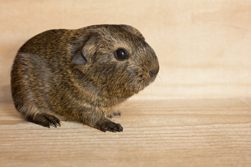 Fototapeta premium Baby-Meerschweinchen (Welpe)