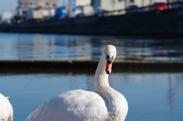 睨む白鳥