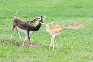 Naklejka na ściany i meble Male and female Grant's gazelles in breeding behavior