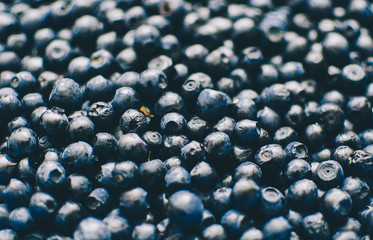 Bilberry Background Photo
