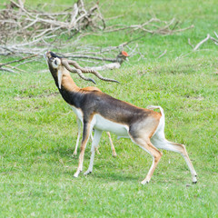 Male Grant's gazelles in breeding behavior