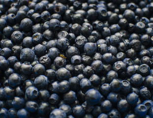 Bilberry Background Photo