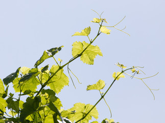branch of grapes on a background of blue sky