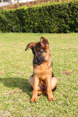 Cute smart puppy of german shepherd is sitting on the green grass.