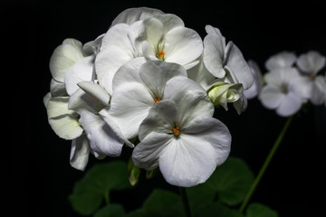 bouquet of white geranium flowers on black background