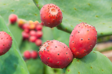 Opuntia  or prickly pear cactus fruits-indica, 