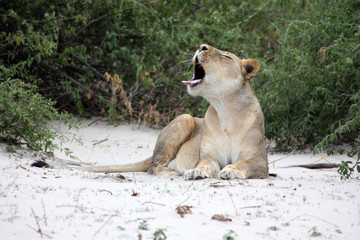 Löwe-Botswana