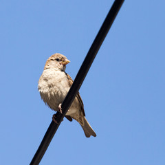 Sparrow on a wire against a blue sky