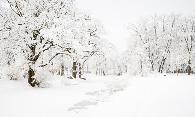 Snow covered trees and pond in a park. All is white.