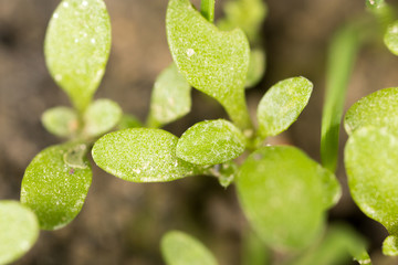 green sprout in the ground. macro