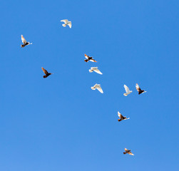 flock of pigeons on blue sky
