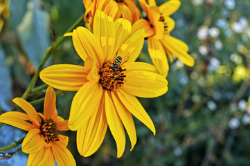 Naklejka premium Vespa su fiore giallo Helianthus angustifolius