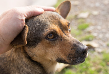 dog weasel hand on nature
