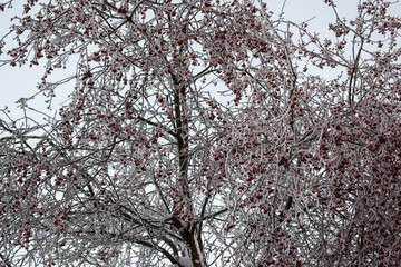 Small red fruits of the wild Apple trees on the branches in the frost