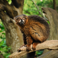 Portrait of adult male red-bellied lemur