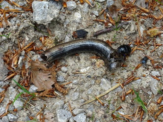 Snake an Beetle