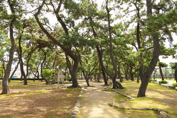 芦屋公園の松林