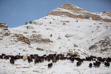 Russia, Republic of Kabardino-Balkaria. Sheep's graze on the Alpine slopes of high mountains of the Caucasus in the late winter.