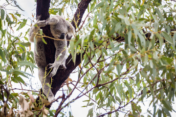 wild koala at Magnetic Island, Australia