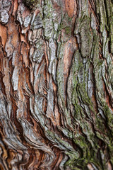 Tree bark texture closeup selective focus. Brown bark wood use as natural background. Old bark. Oak. Ash. Birch. Poplar. Apple tree. Cherry. Moss. Pests. Bark. Protection. Coating. Hornbeam. The slit.
