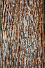 Tree bark texture closeup selective focus. Brown bark wood use as natural background. Old bark. Oak. Ash. Birch. Poplar. Apple tree. Cherry. Moss. Pests. Bark. Protection. Coating. Hornbeam. The slit.