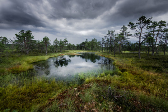 Palude in Estonia