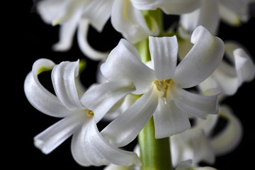 Obraz premium Tender white flowers of hyacinth on black background