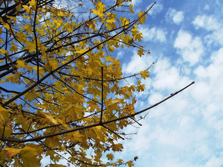 Jesienny krajobraz - jesienne liście na tle błękitnego nieba 
