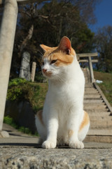 Obraz na płótnie Canvas 島の猫　香川県　男木島