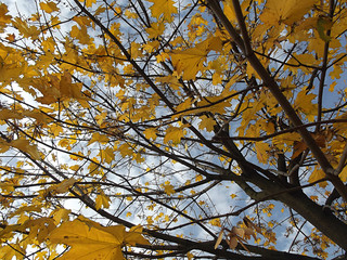 Jesienny krajobraz - jesienne liście na tle nieba 
