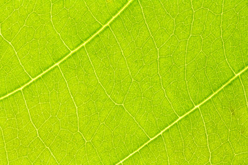 Fototapeta na wymiar Leaf texture background for design with copy space for text or image. Leaf motifs that occurs natural.