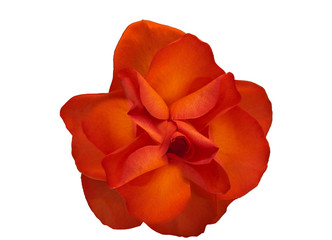 bud of a red rose on a white background