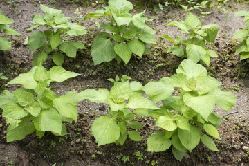 畑のエゴマの苗