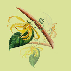 Ylang-ylang. Watercolor painting medicinal, perfumery and cosmetic plants. Branches Ylang-ylang. Wallpaper. Use printed materials, signs, posters, postcards, packaging. 