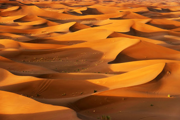 Fototapeta na wymiar Sand dunes in Sahara Desert, Africa