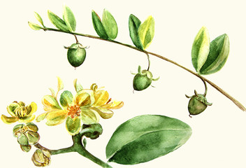 Jojoba - flowers and fruits. Branches.  Watercolor painting. Wallpaper.  