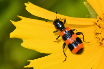 Gemeiner Bienenkäfer