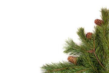 Рine branch with cones on white background