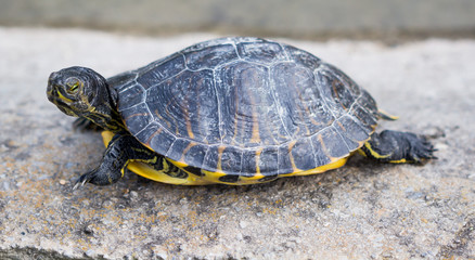 Turtles/ Turtles on the stone. / Beautiful turtles