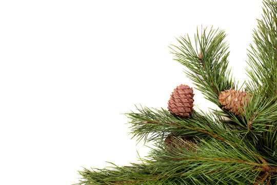 Рine branch with cones on white background