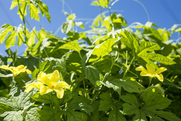 ツルレイシの花と葉