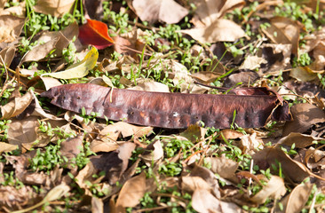 Naklejka premium seeds in the fruit of the tree on the ground