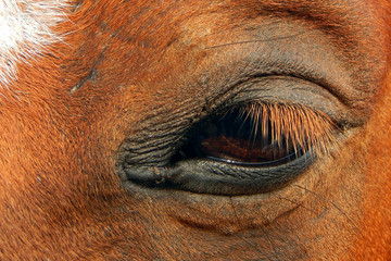 Closeup of Horse Eye