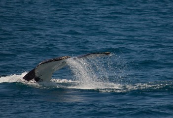 Fototapeta premium Whales Tail
