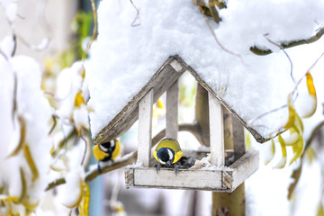 bird