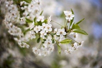 Spring blossoms