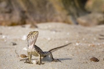Calotes emma on the beach