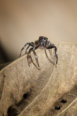 Jumping Spider