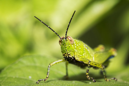 monkey grasshoper sitting on Leaves and green background